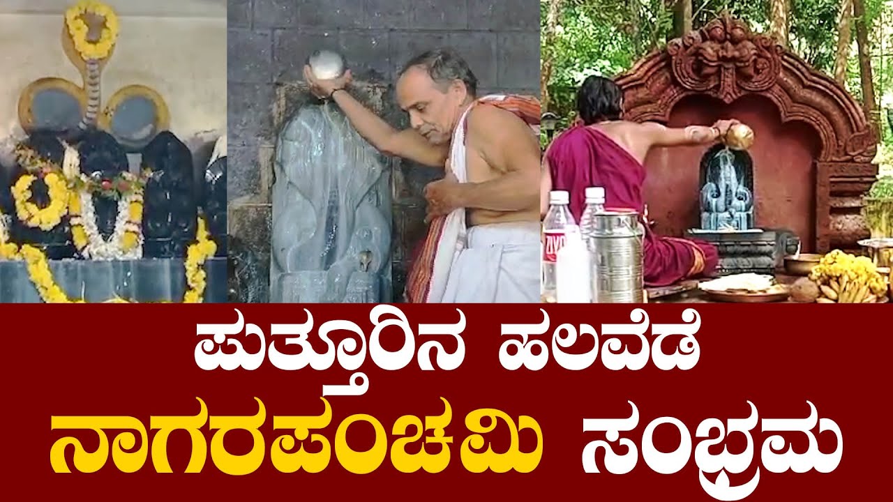 ಪುತ್ತೂರಿನ ಹಲವೆಡೆ ನಾಗರಪಂಚಮಿ ಸಂಭ್ರಮ||SUDDI NEWS PUTTUR||