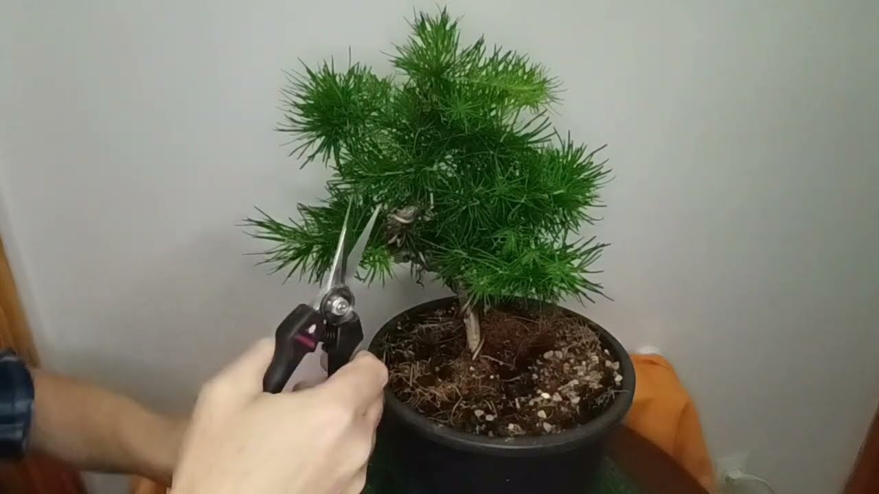 Prebonsái larix kaempferi, alerce japones, trabajos de primavera. 24 de mayo 2023.