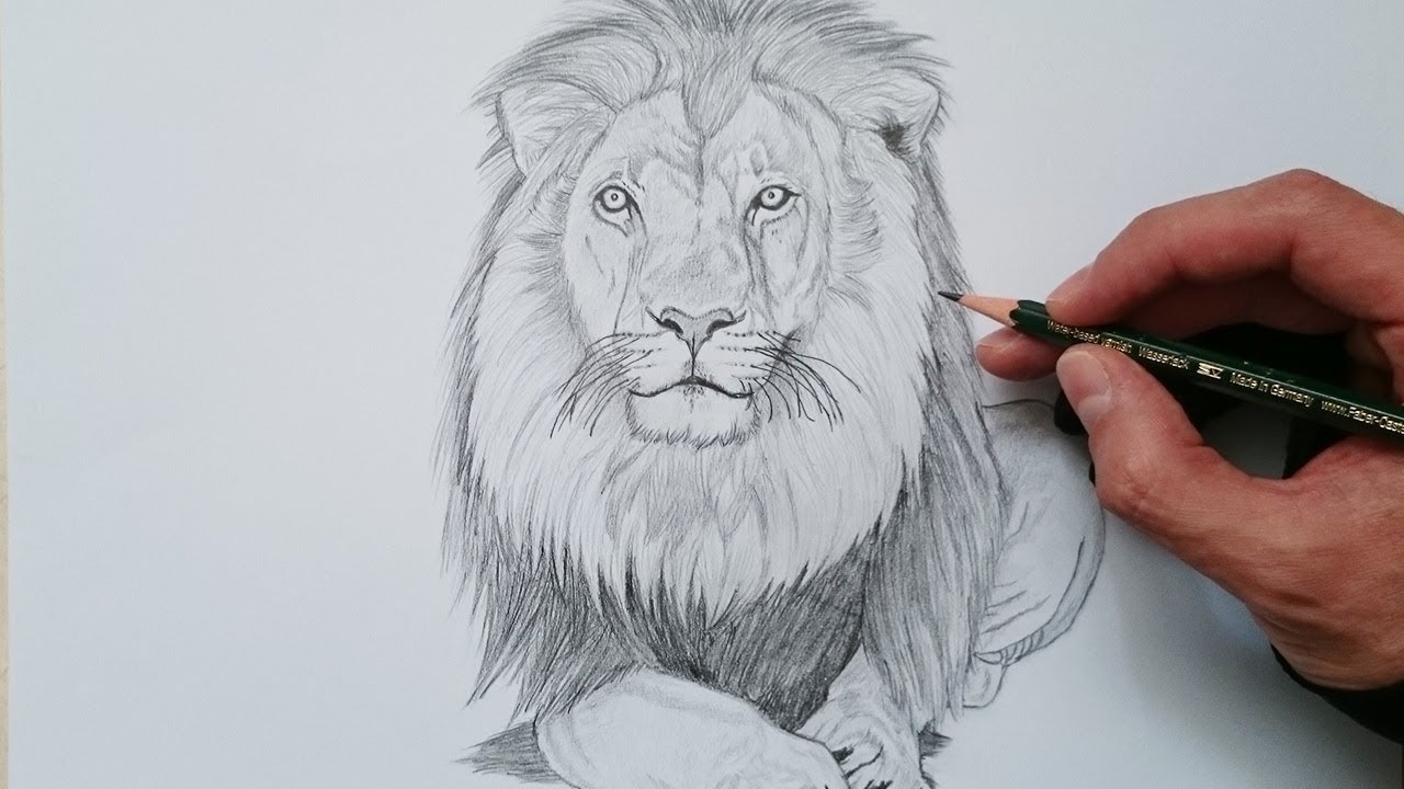 APRENDE cómo DIBUJAR un LEÓN realista PASO a PASO