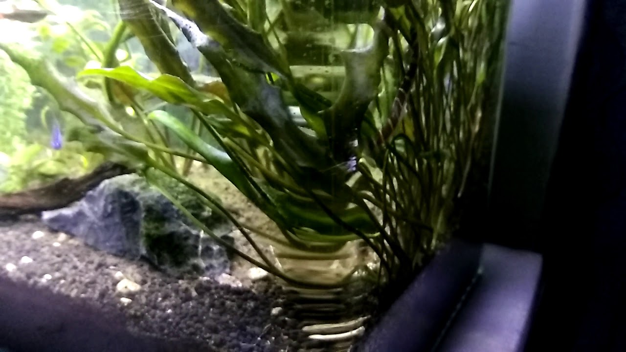 Kuhli loach, the snake of the aquarium