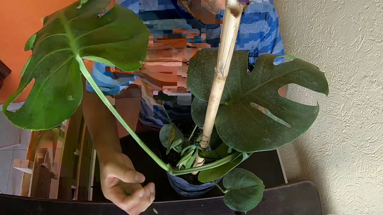 COSTILLAS DE ADAN / MONSTERA / CERIMAN #210