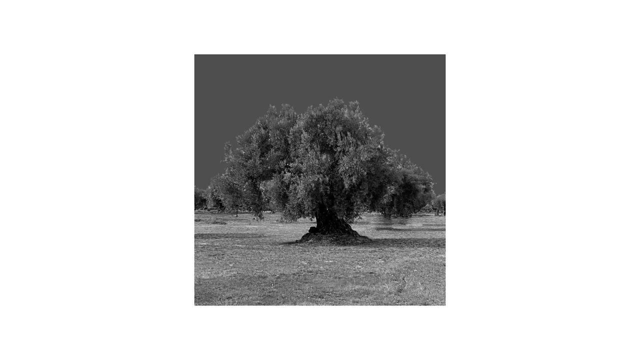 OLIVOS Y DRAGONES ( 2026 )( Dungeon synth , Fantasy ambient , Techno electronics , Dub n Rumba )