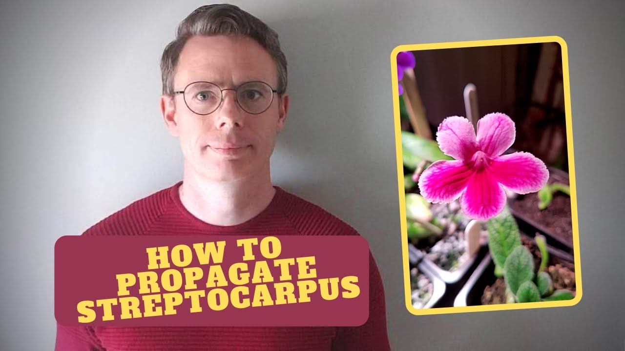 How to take Streptocarpus or Cape Primrose leaf cuttings