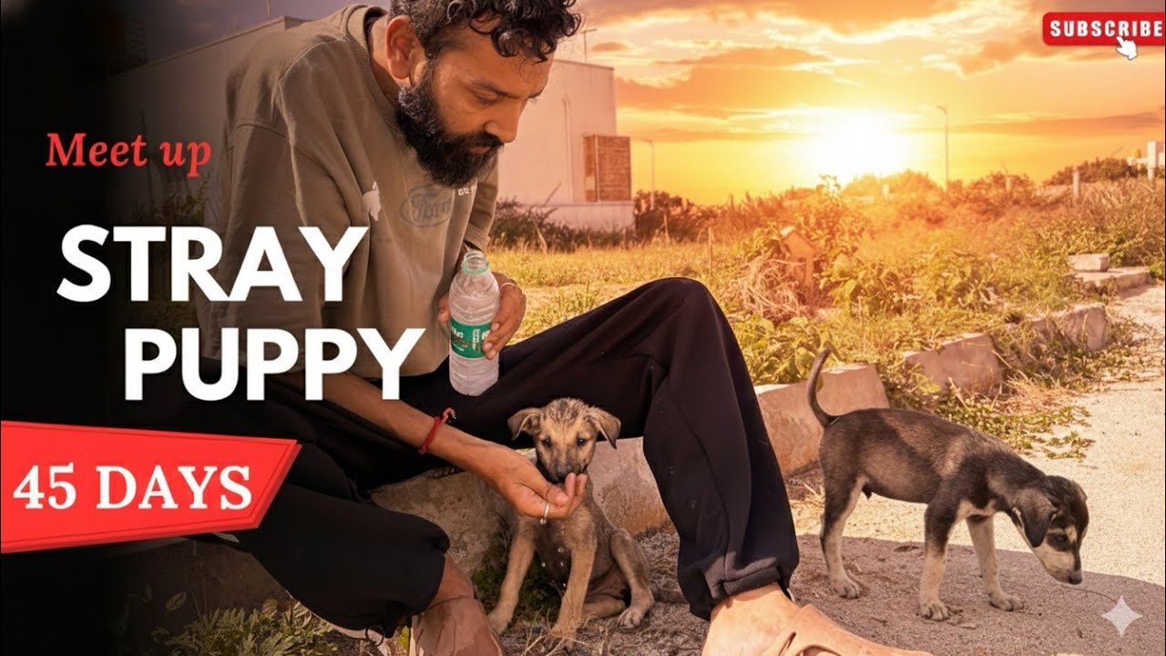 🥰It's Been 45 DAYS meeting THEM||STRAY PUPPIES LOVE||#doglove #puppy #straydogs @SaidiReacts 