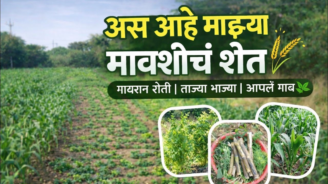 शेतातली ताजी ताजी भाजी मावशीच शेत part 2 #शेतकरी #शेतातला भाजीपाला #शेत
