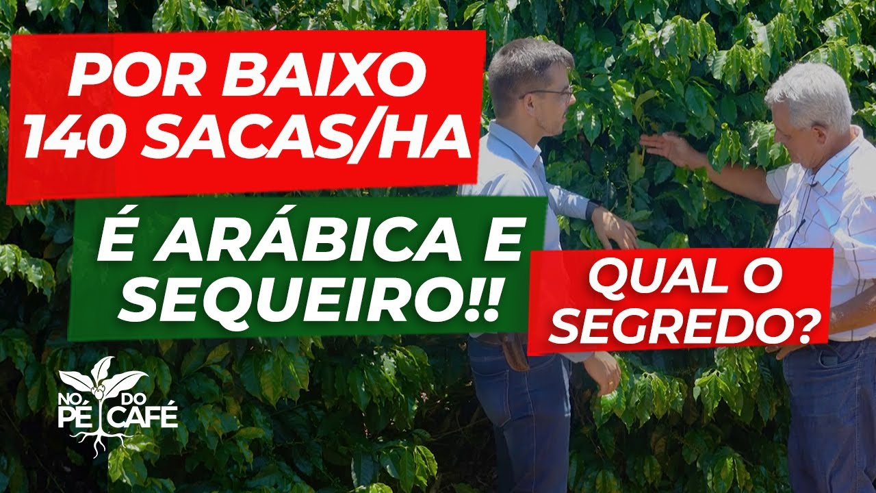 Essa lavoura de CAFÉ tem um 'PULO DO GATO