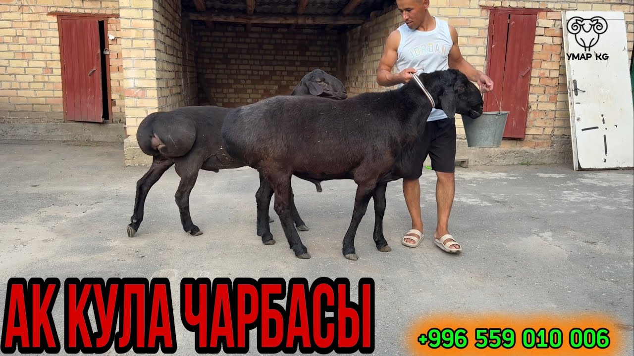 Ала тоо Кочкор Чыкты Зор баада🔥✅🚚☎️🇰🇬