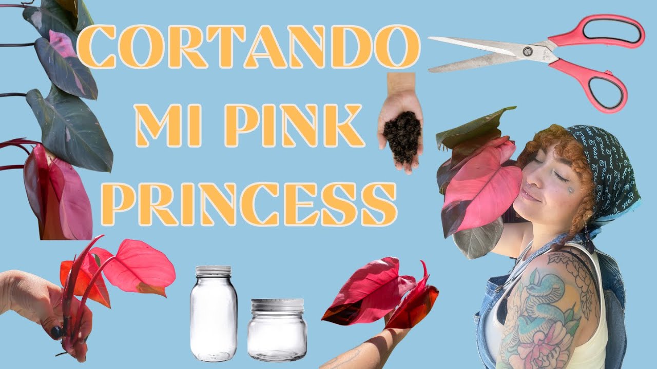 #philodendron  PINK PRINCESS - Le quito todas las hojas, ¿por qué? #plantas