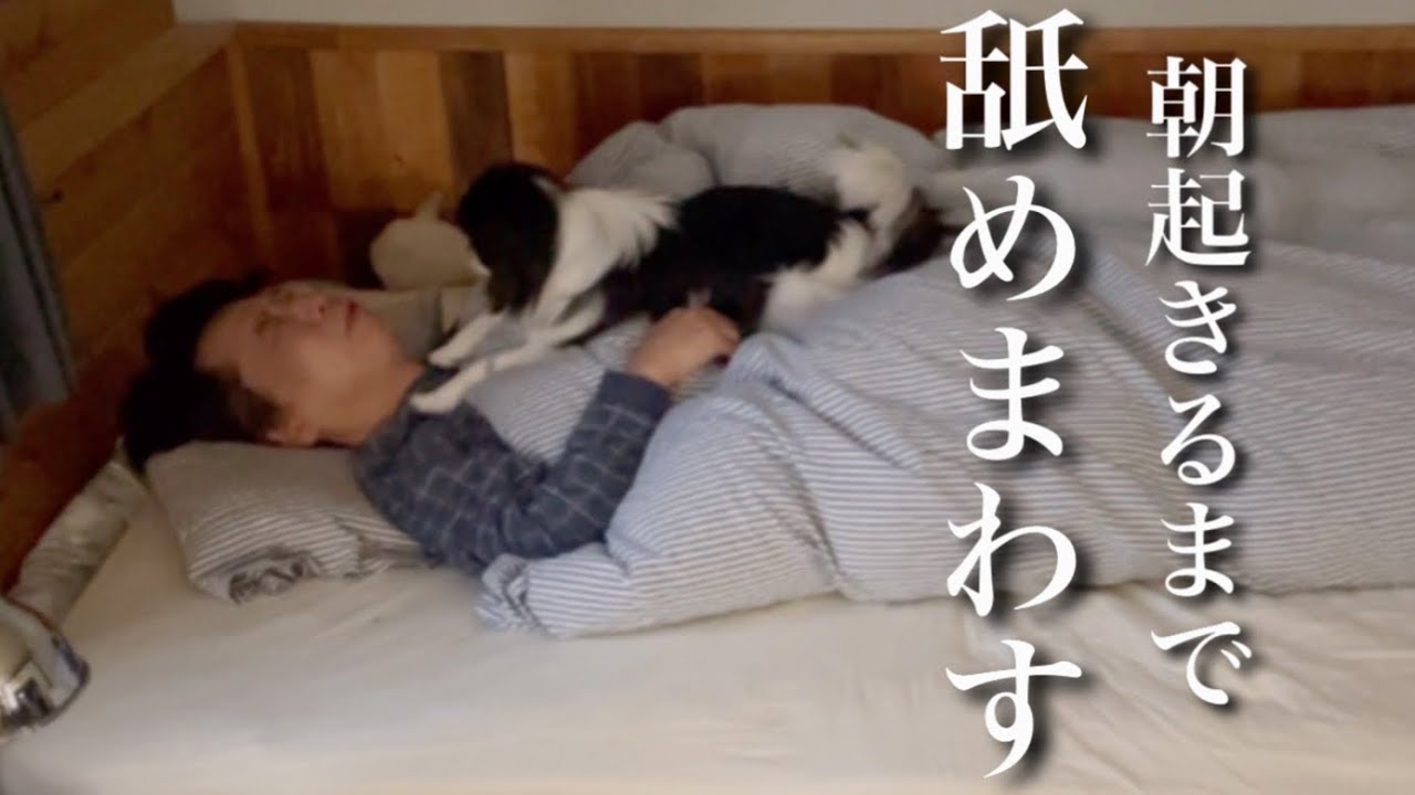 犬とリアルな朝 狆のモモさん