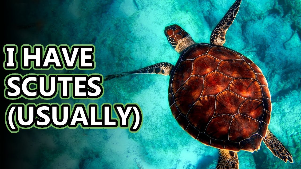 Sea Turtle facts: Do you know every species? | Animal Fact Files