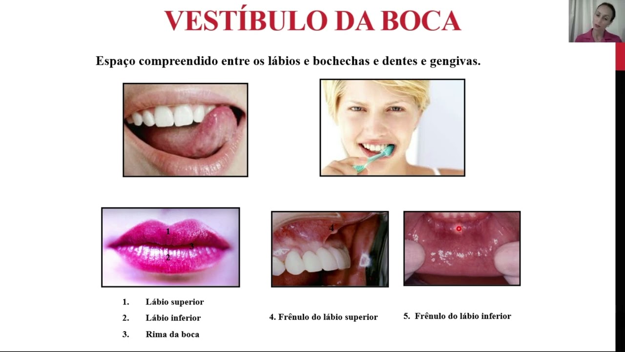 Sistema Digestório - Parte 1