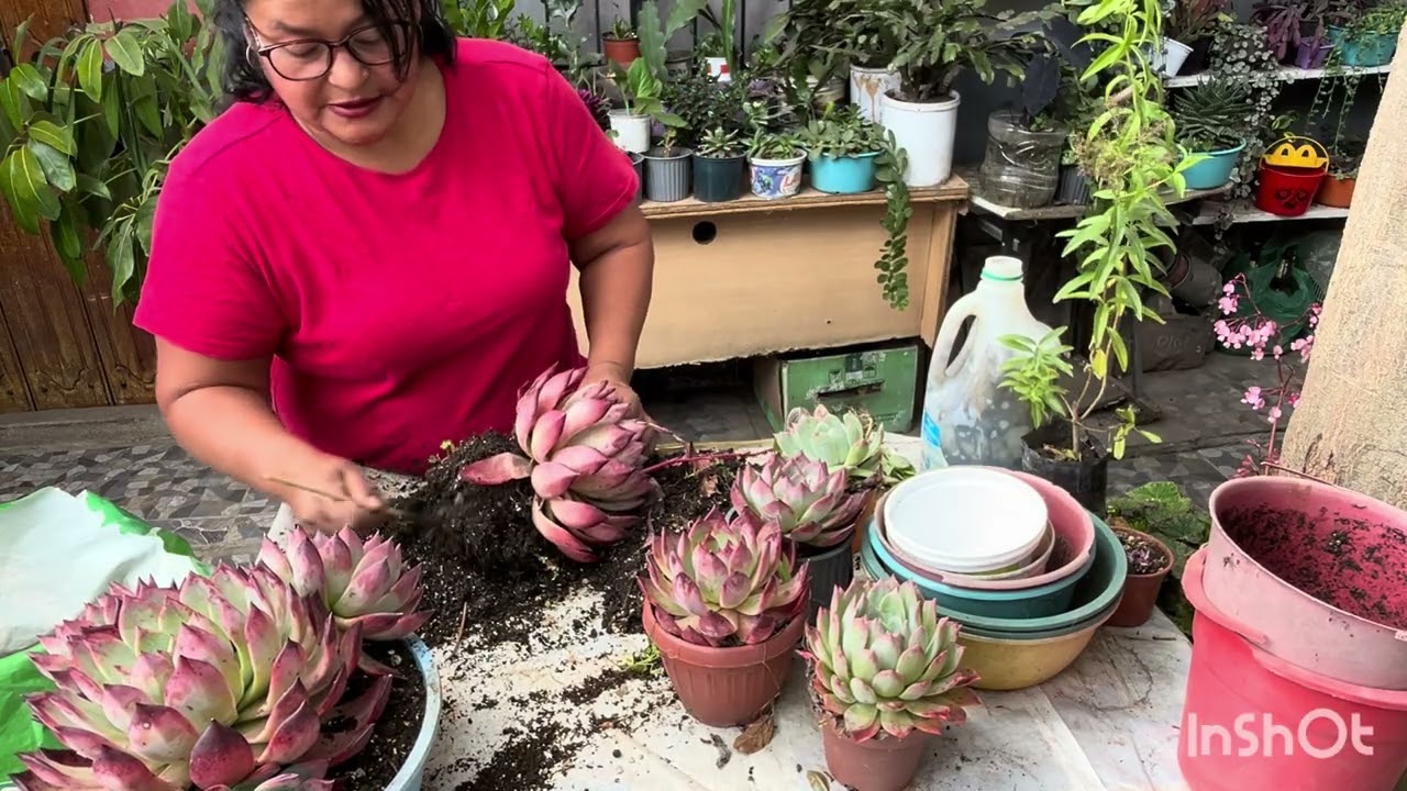 ECHEVERIAS COLORATAS CAMBIANDO DE SUSTRATO Y MACETAS