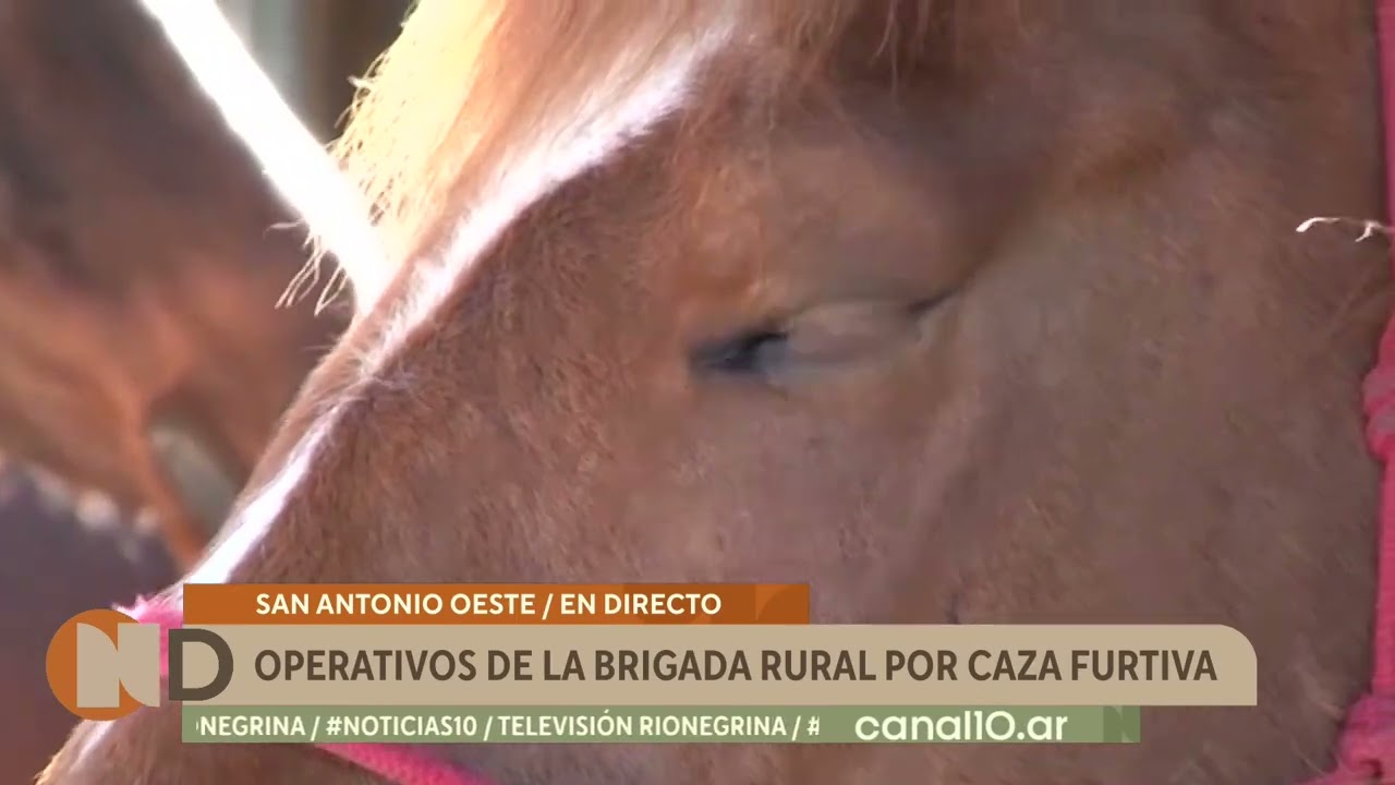Un falcon detenido con 100 kilos de guanaco: operativos de la brigada rural por caza furtiva