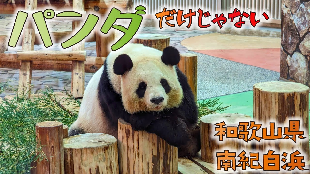 アドベンチャーワールドでパンダに癒やされ、マリオット南紀白浜の温泉付きオーシャンビューの部屋に宿泊！