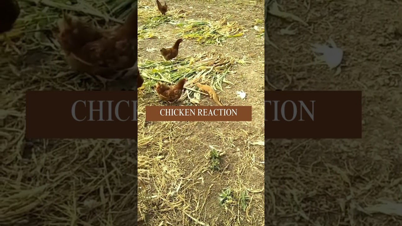 Chicken reaction to Mongoose attacks  #chickenfarming #poultryideas #chicken #poultrylife
