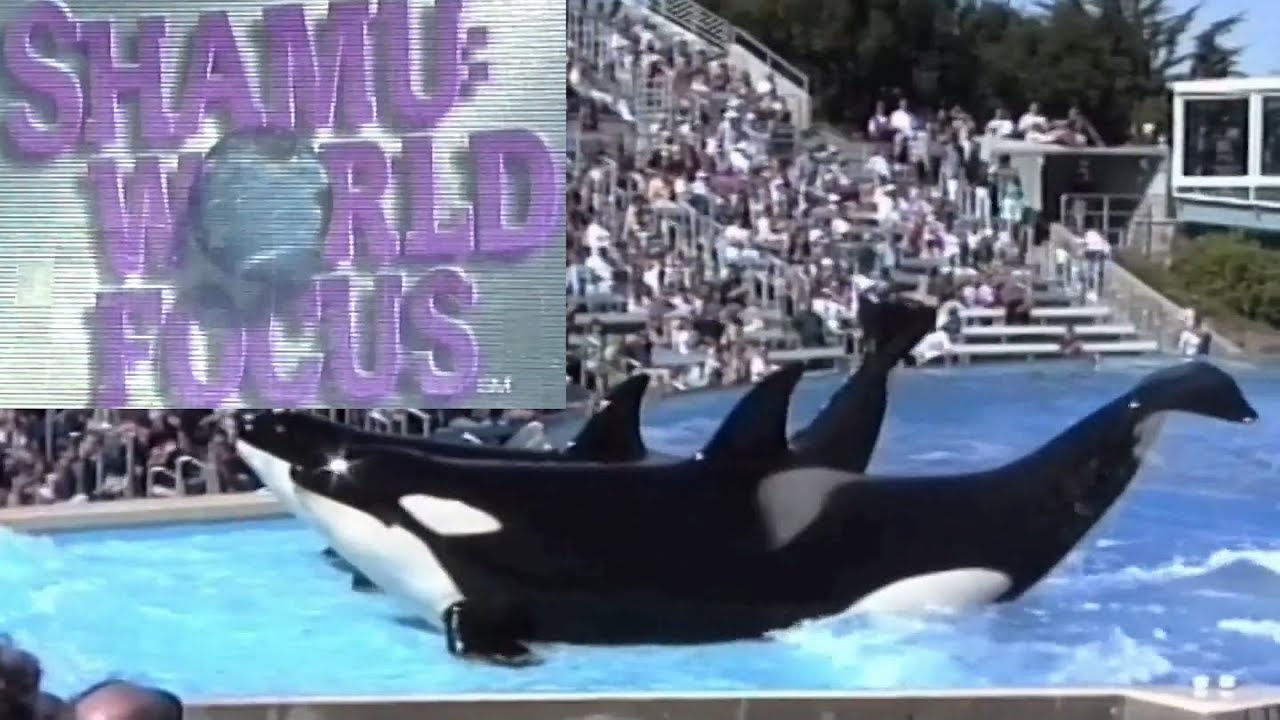 Killer Whale Show Shamu World Focus at Sea World October 1996 San Diego, California