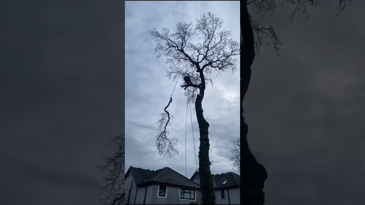 Felling a tree with rigging ropes - Watch in slo mo how  Expert Arborists do it in Glasgow
