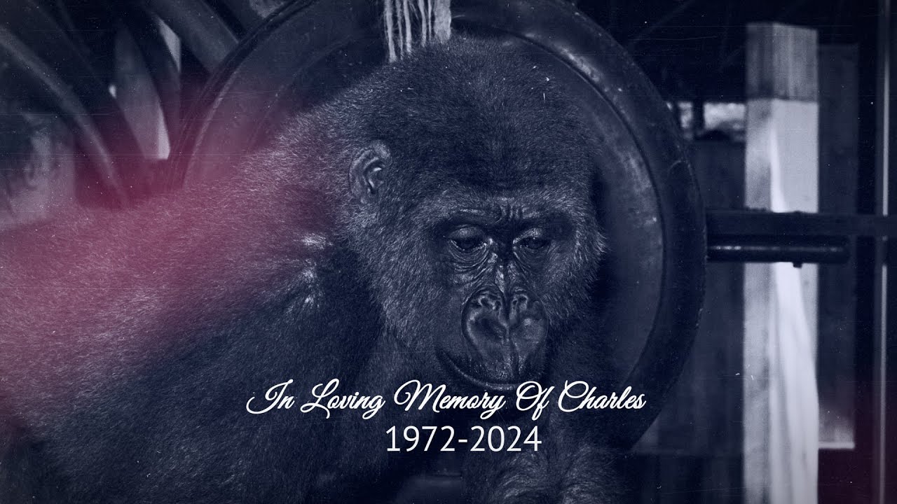 In Loving Memory Of Charles (1972-2024)