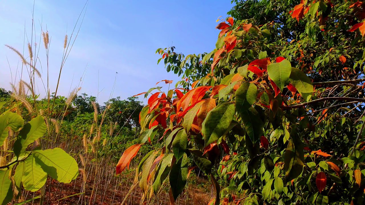 4K Cinematic Close-Up: Vibrant Flower Colors