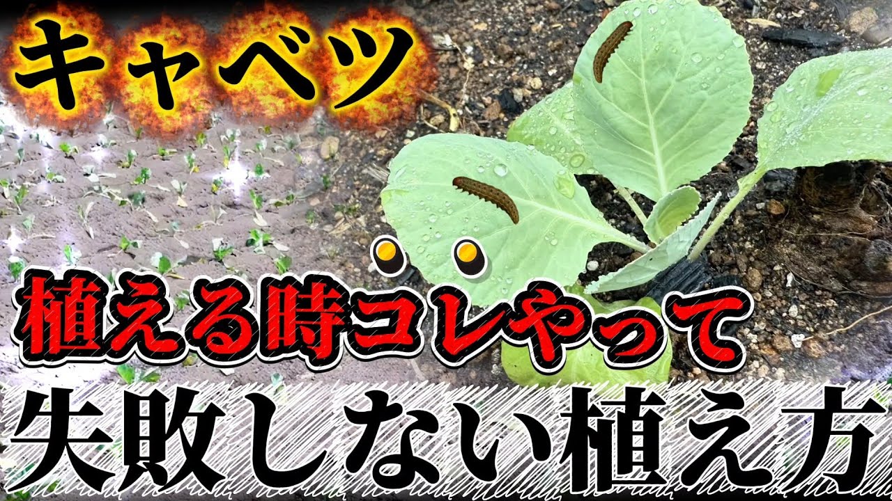 【キャベツ】植える時ココ注意すると枯れにくくなります！！一つの工夫で失敗する確率を減らす！！