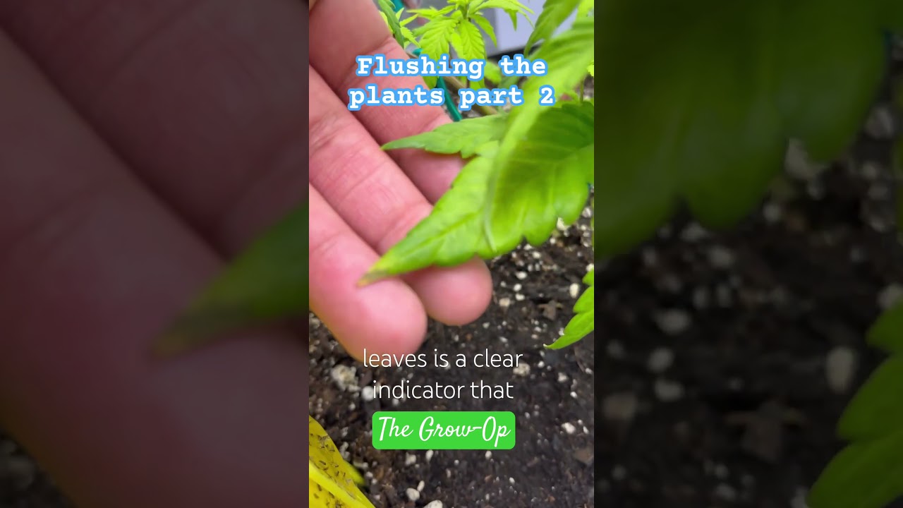 Flushing the Happy Frog Soil part 2 #cannabiscommunity #cannabiscommunity #cannabisdaily #420