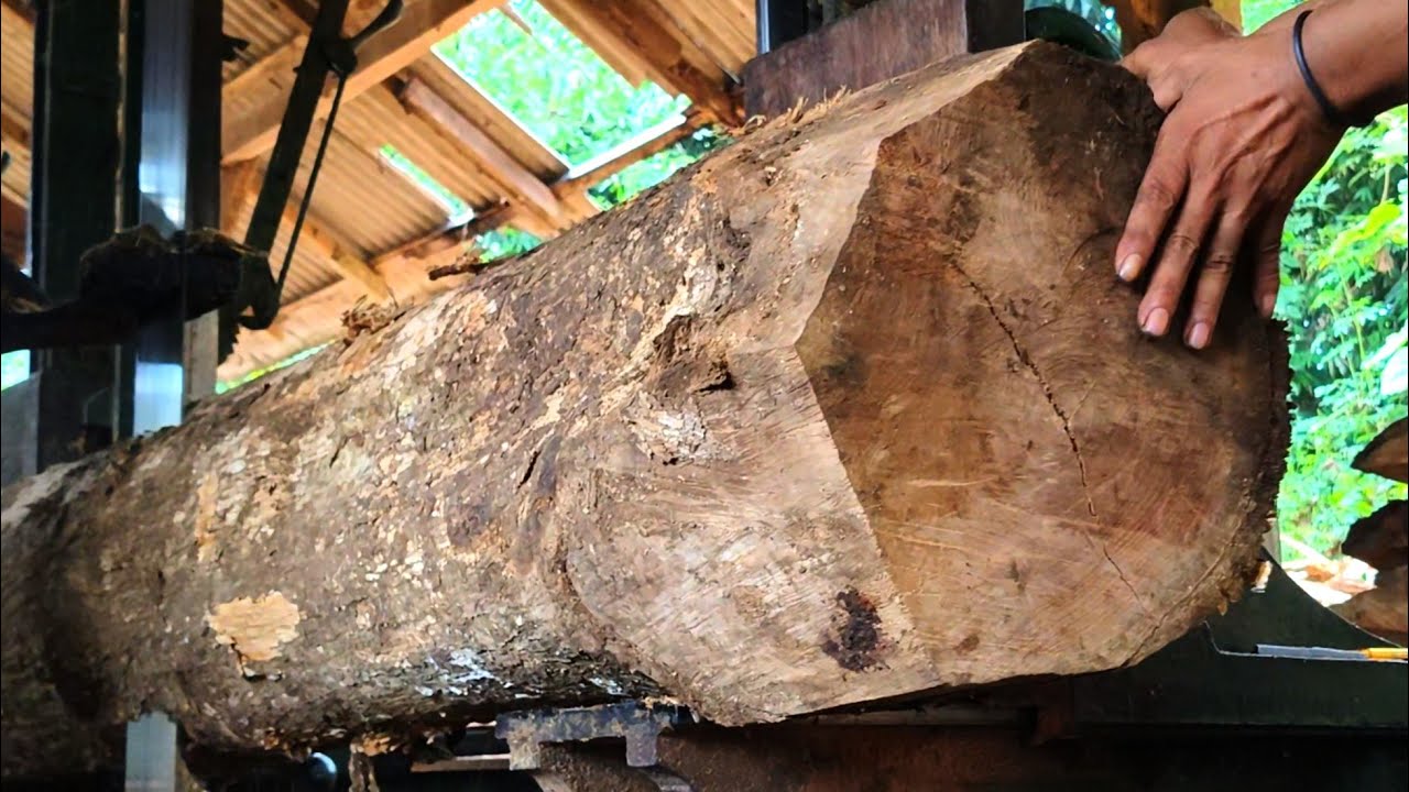 Sawing young teak trees to turn them into blocks and cupboard furniture 