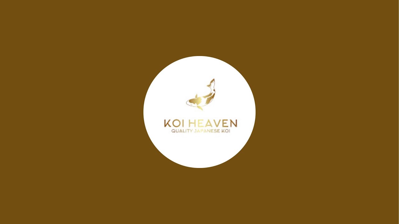 Koi Heaven quartine koi