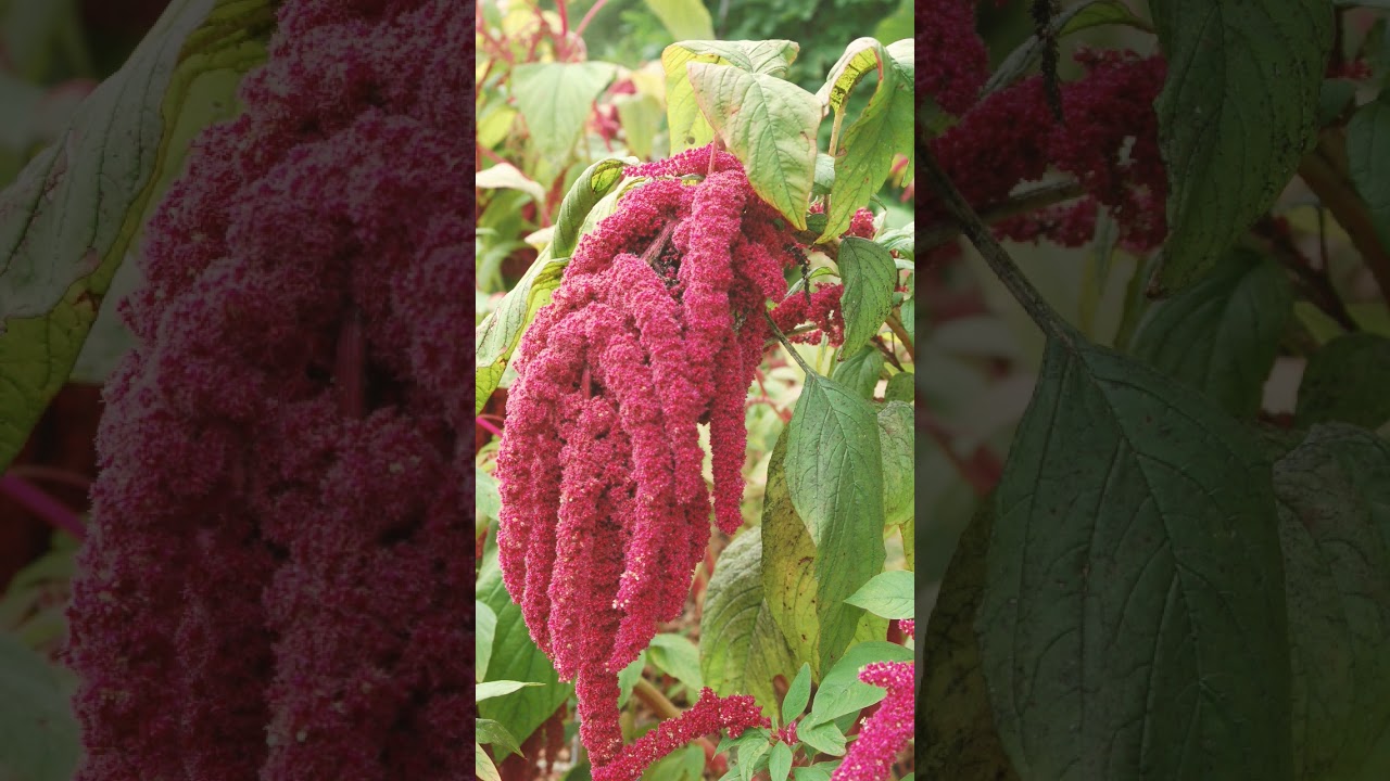 🌻&sup2;⁰☆&bull;&sup3;◇&sup1;■&sup1;□&sup2; Chauli, Love Lies Bleeding (Amaranthus caudatus) in Amaranth Family (Amaranthaceae)
