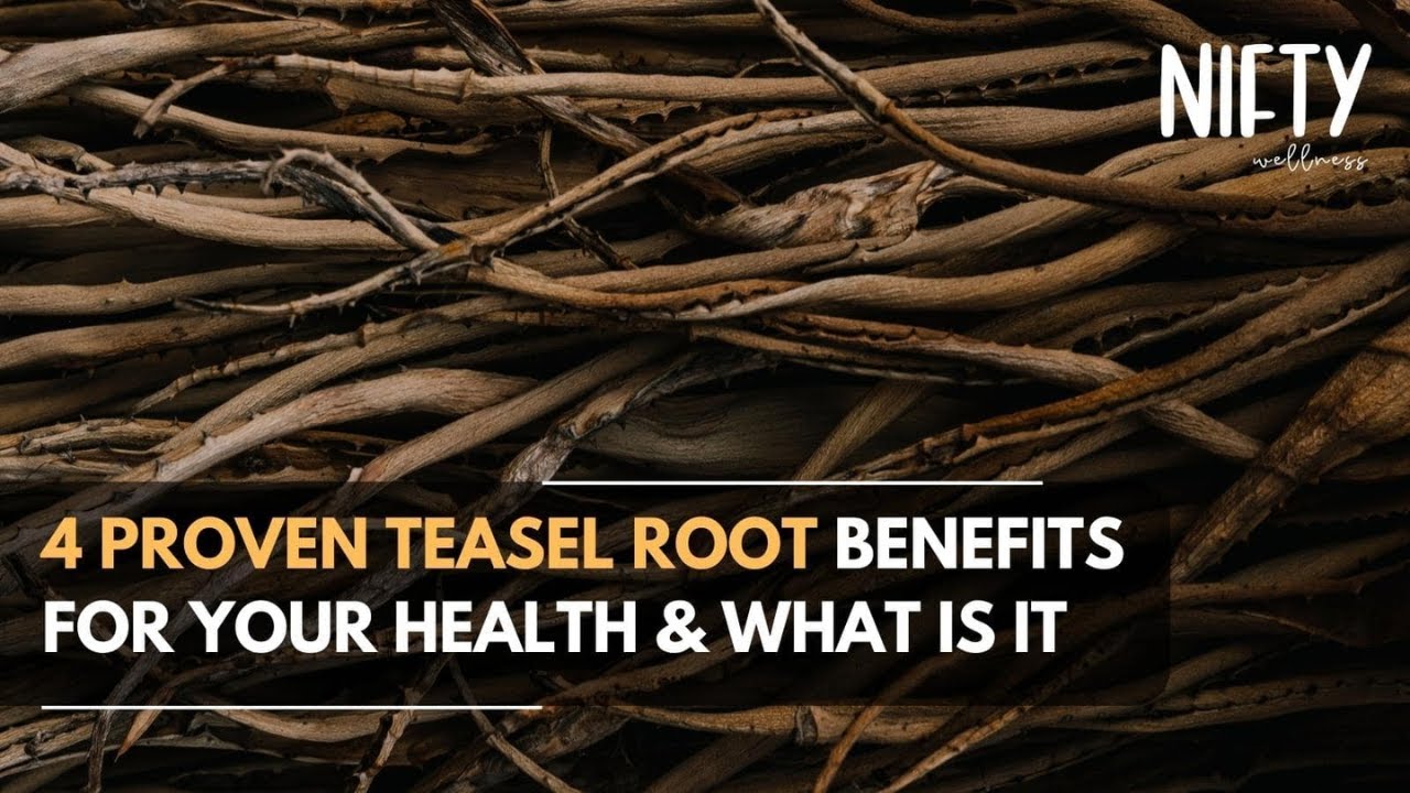 4 Proven Teasel Root Benefits Revealed & What Is It: Rejuvenate Your Health - Nifty Wellness