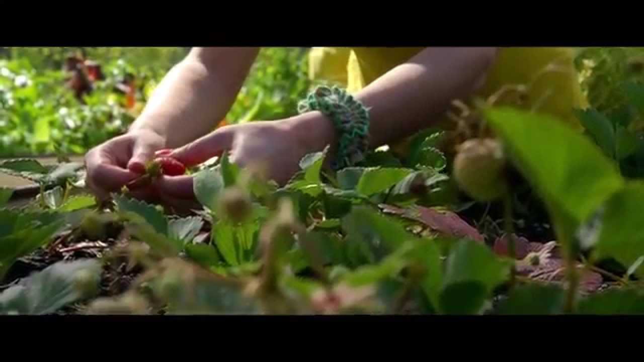 OzHarvest Story