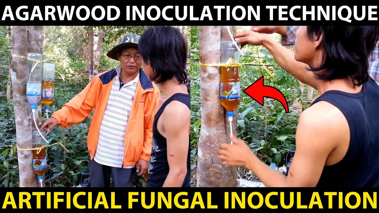 AGARWOOD INOCULATION TECHNIQUE | Agarwood Artificial Fungal Inoculation Method | Fungal Treatment