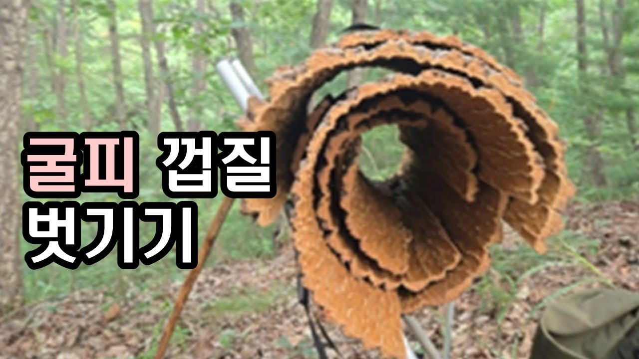 굴피나무 껍질 벗기기