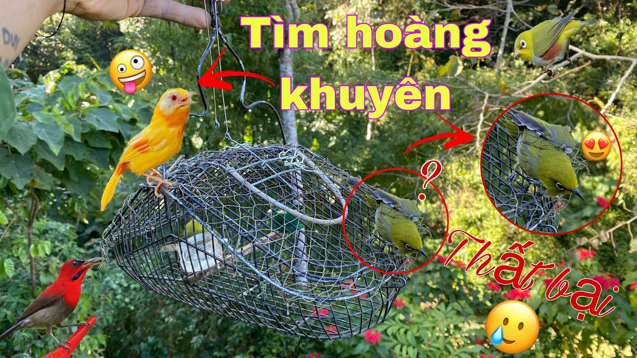 H&agrave;nh Tr&igrave;nh T&igrave;m Bẫy Chim Ho&agrave;ng Khuy&ecirc;n Cực Chất . Bẫy Chim Khuy&ecirc;n Bằng Lồng Sập | Duy T&ocirc;m Tv