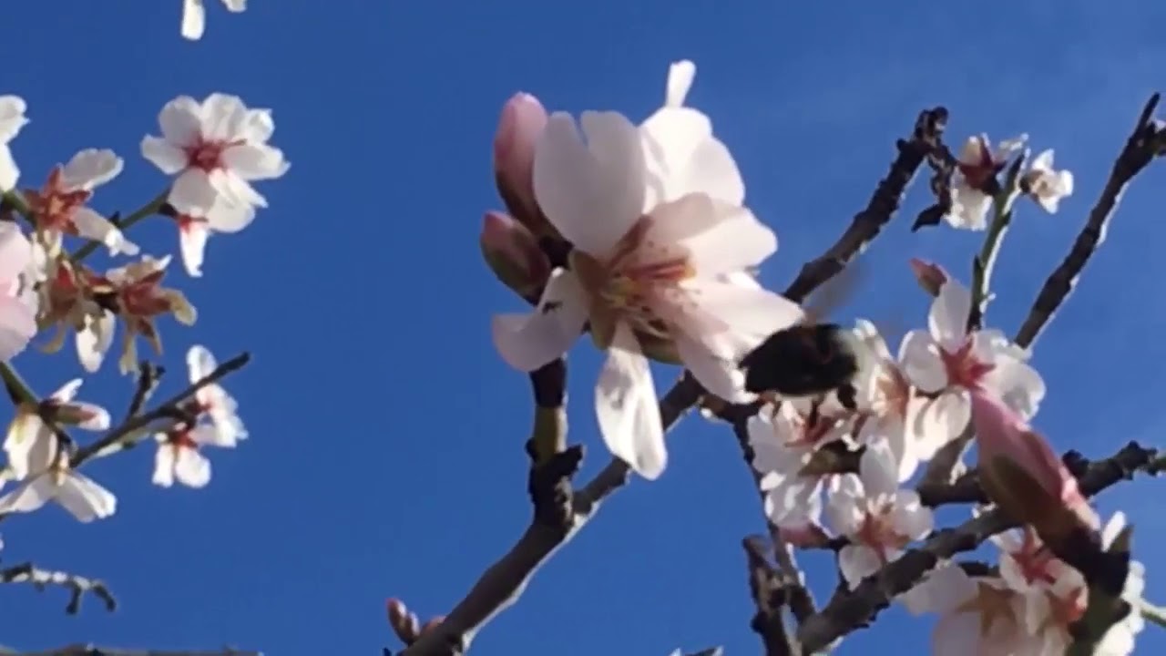 I Go Among Trees by Wendell Berry~ A Film Poem