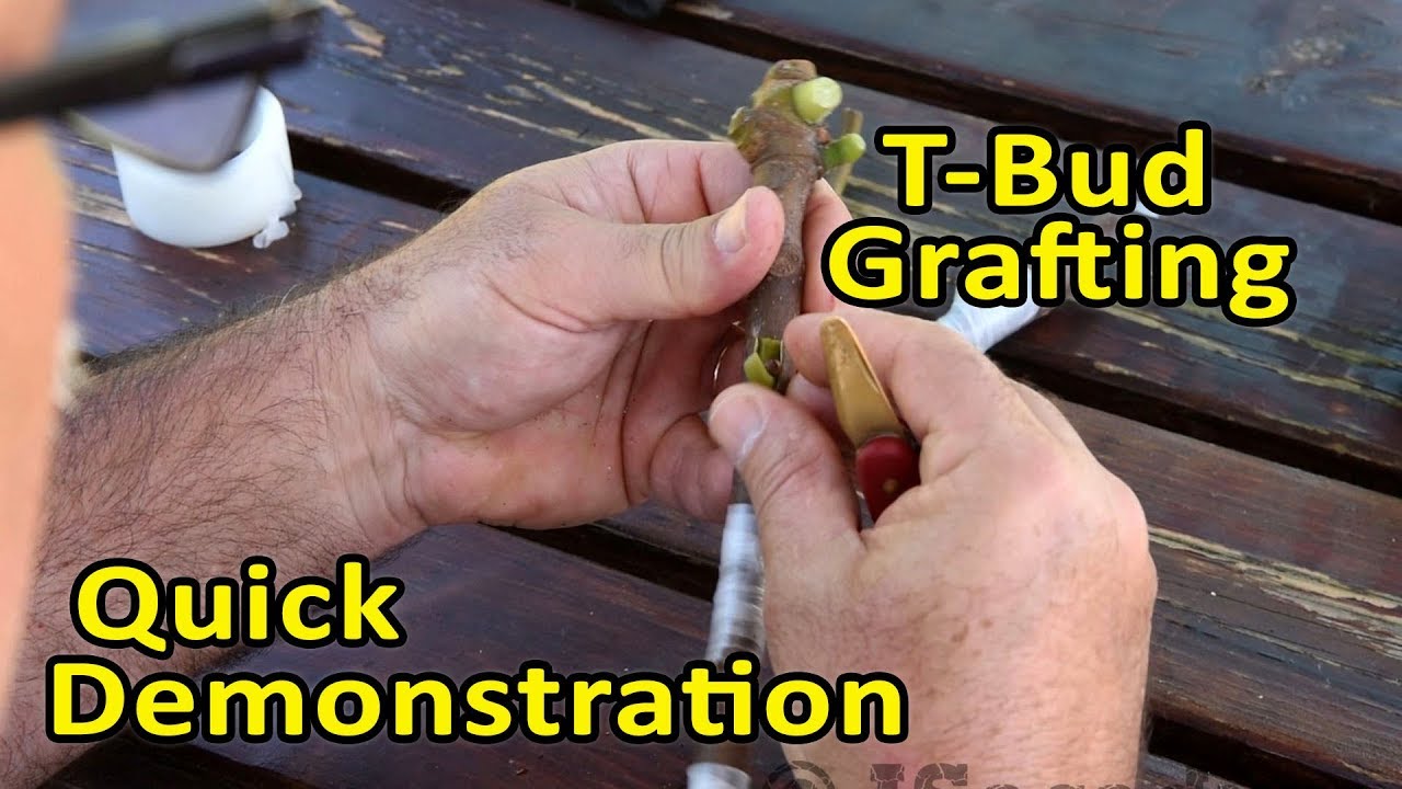 Grafting Figs | T-Bud Grafting Technique  - Quick Demonstration