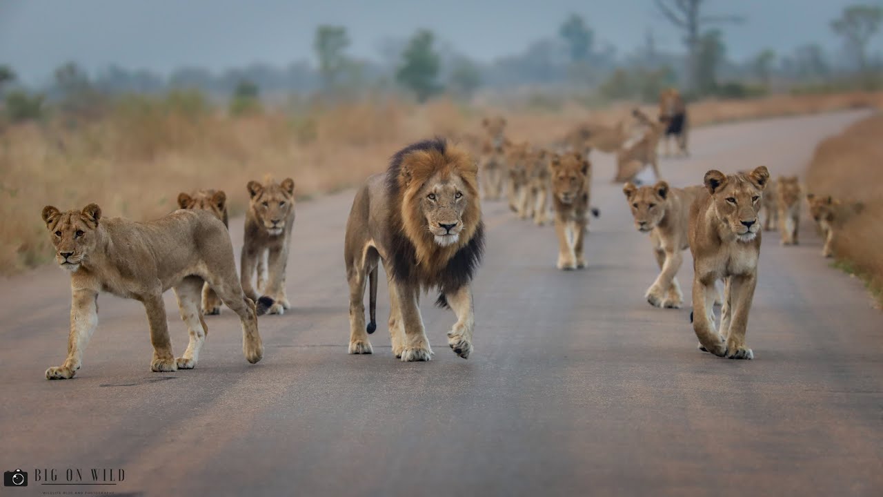Mega Lion Pride Blocking the road in the Kruger National park