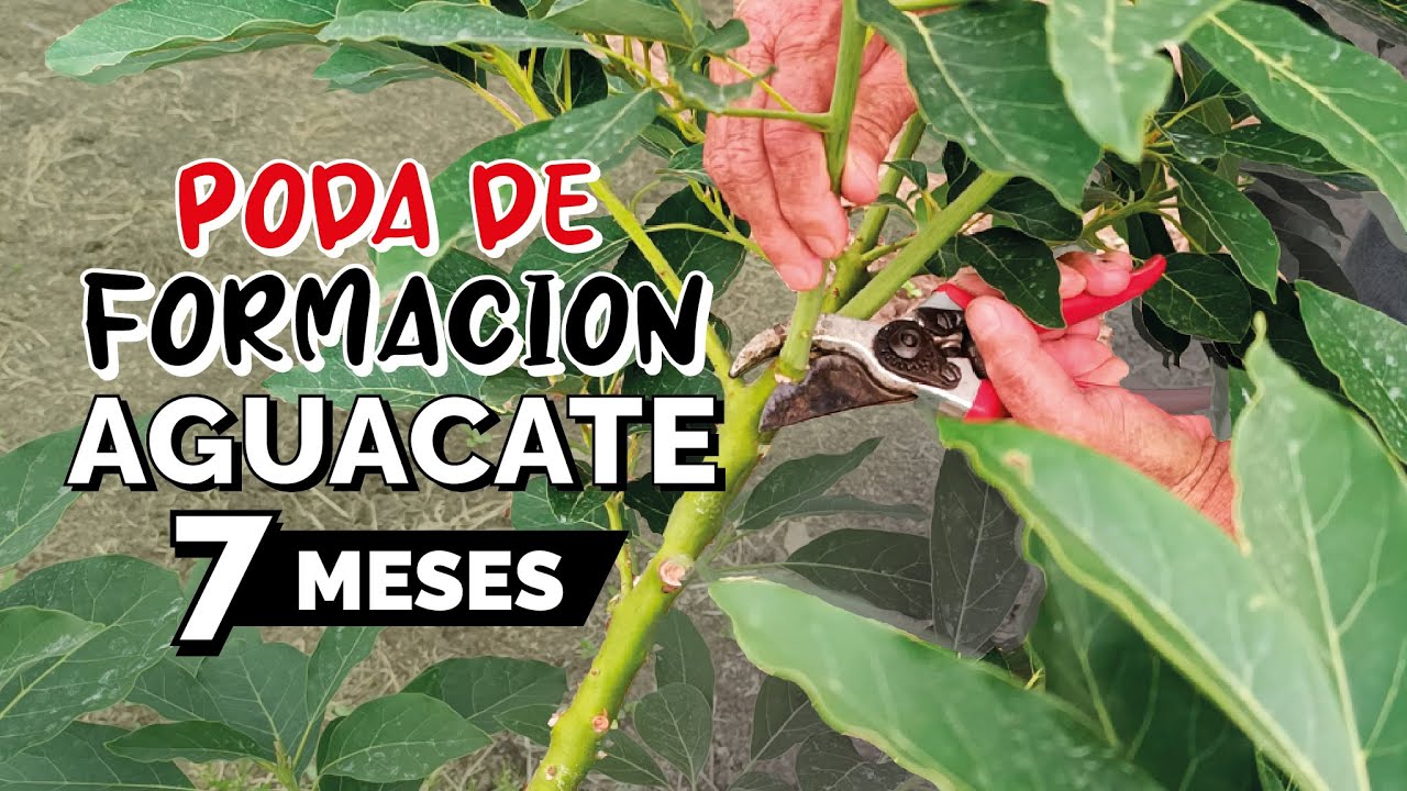 Poda EQUILIBRIO de crecimiento y DOMINANCIA APICAL - 4 ejes AGUACATE