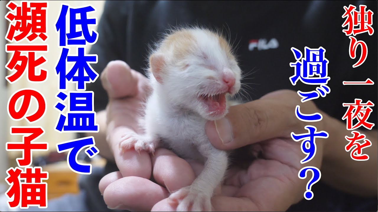 【保護猫】瀕死だった？生後２日の赤ちゃん猫を保護しました