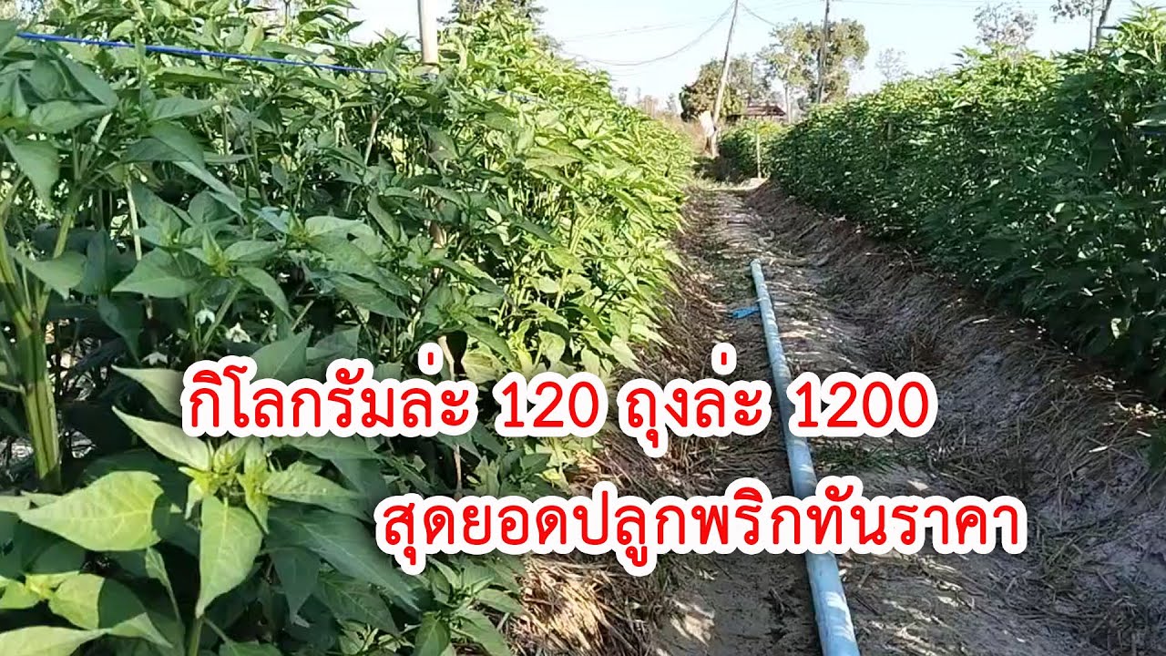 กิโลกรัมละ 120 บาท พริกเเดงจินดา พื้นที่ 2 งาน#เกษตรอินทรีย์ #เกษตรผสมผสาน #บ่าวเเขกพาชมสวน 