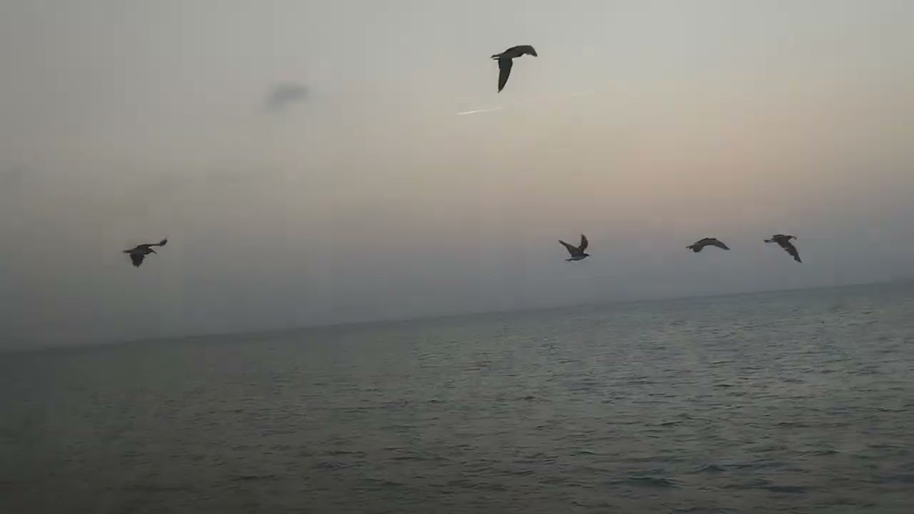 আরব সাগরের পাখিগুলো কিরকম খানার জন্য করে 