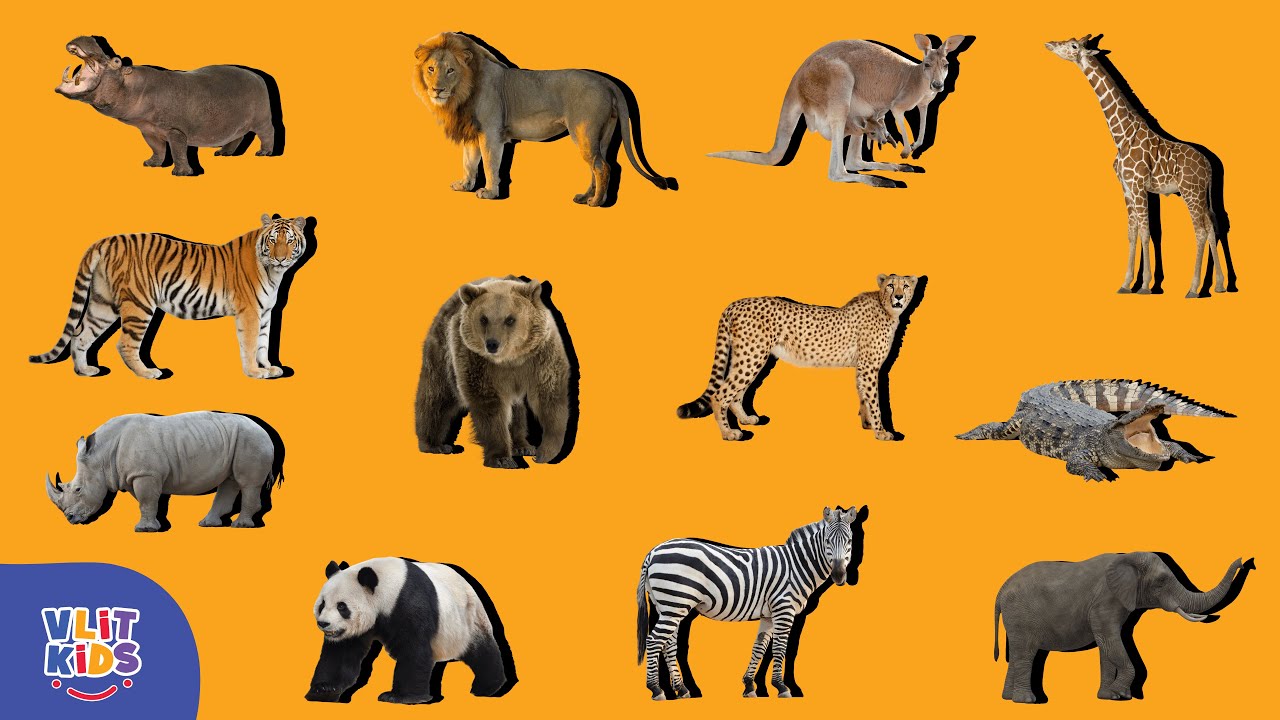 Animal Shadow Matching Game &ndash; Wild Safari Puzzle for Kids
