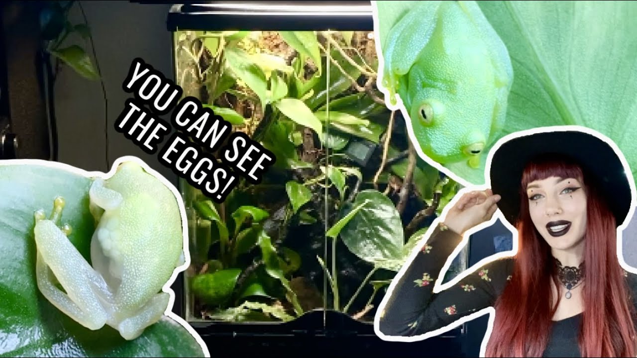 NEW NORTHERN GLASS FROG VIVARIUM + Update