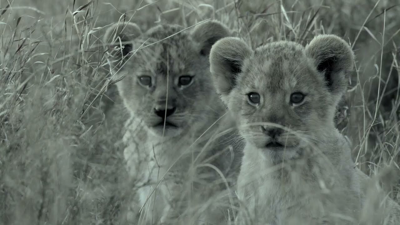 На второй день львята встретили своего отца [Africa Safari Plus⁺] 99