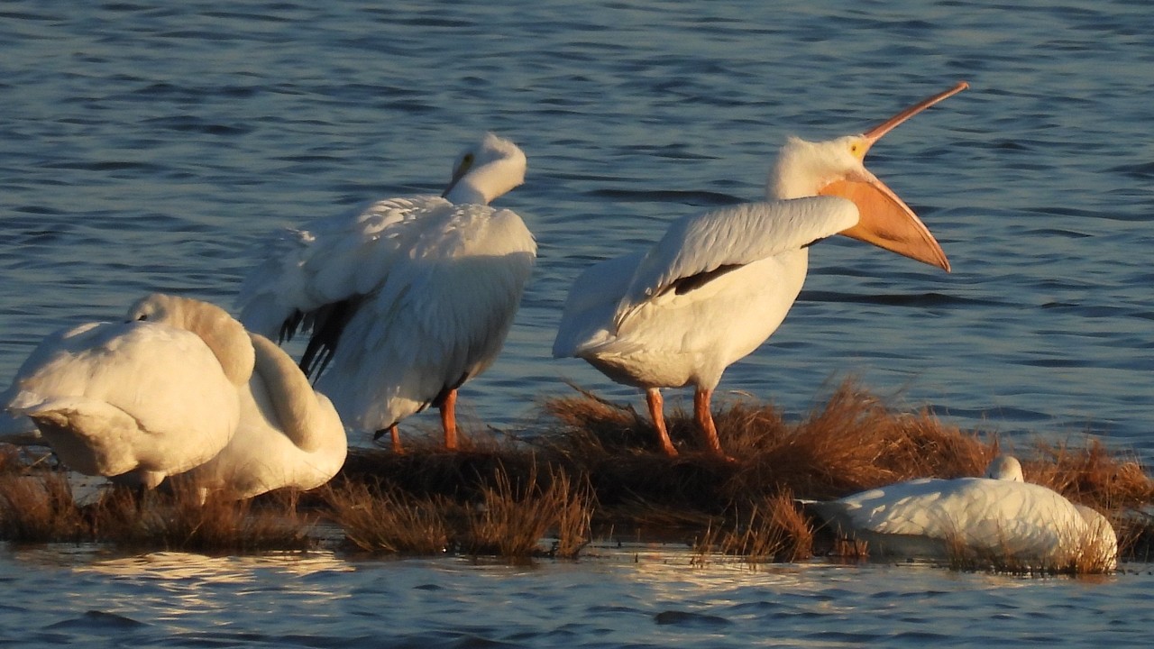 Watching White Pelicans 😍 is a Rare Winter Delight!