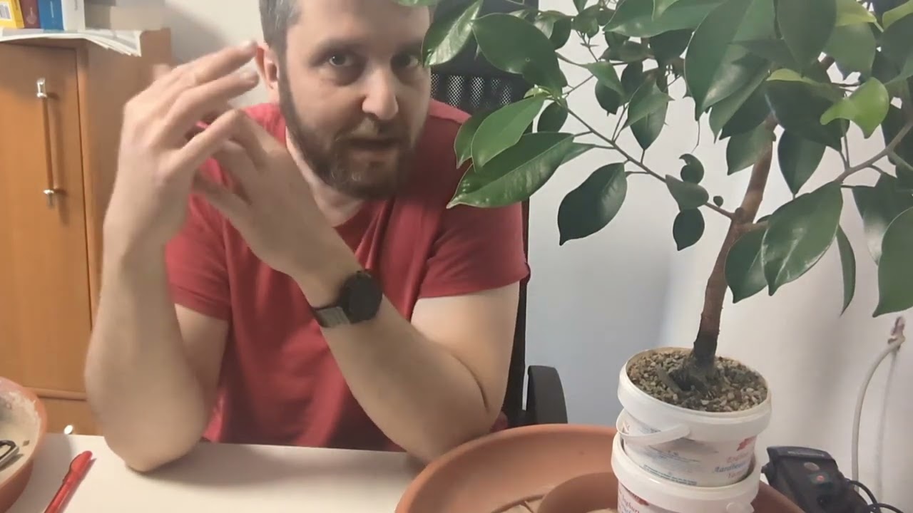 Ficus Microcarpa (1389 Tage alt) verschneiden und umtopfen mit Überraschung
