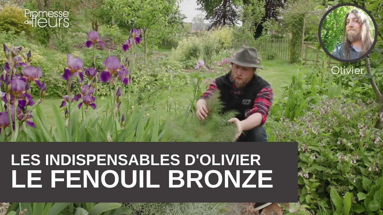 Les incontournables du jardin : Le fenouil bronze ou Foeniculum Vulgare