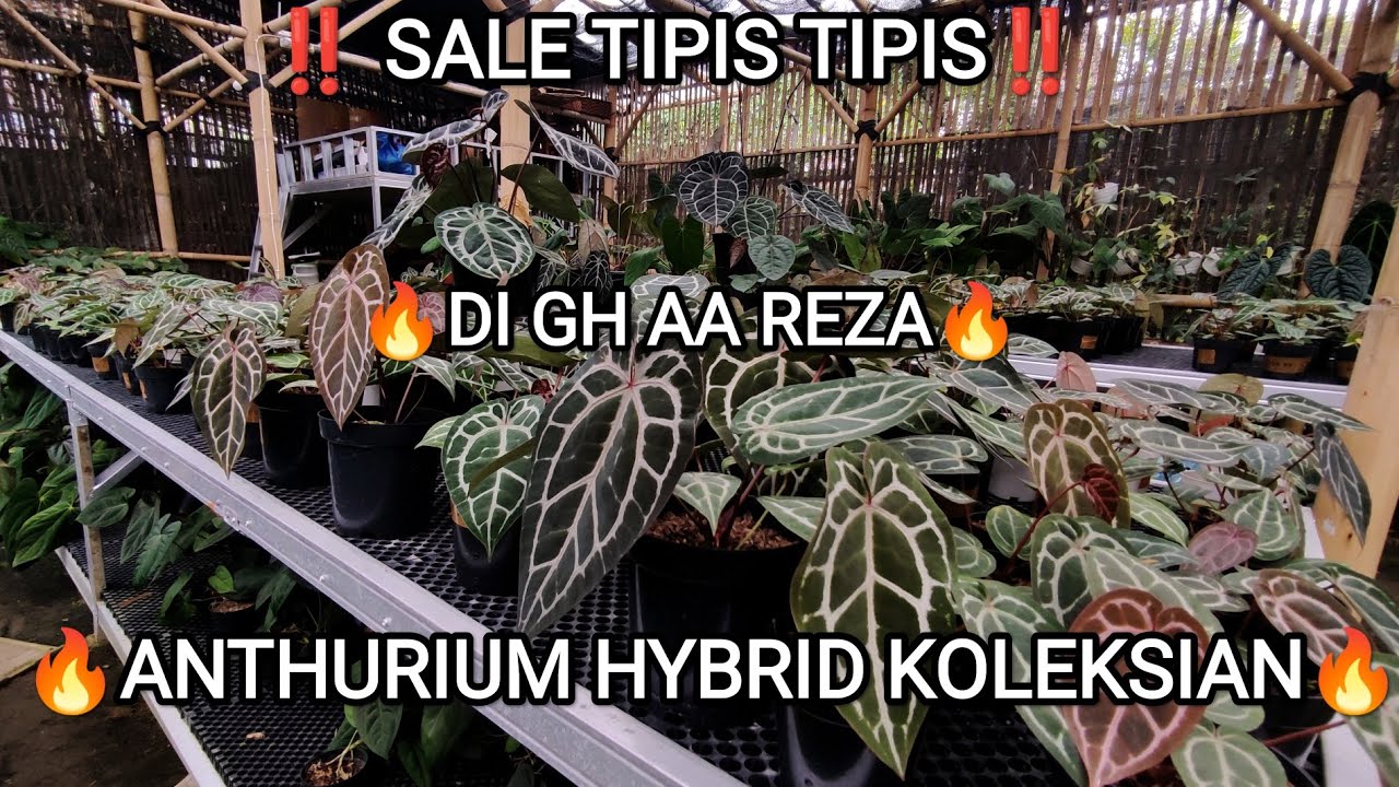 ‼️ SALE TIPIS TIPIS‼️ DI GH AA REZA🔥🔥🔥