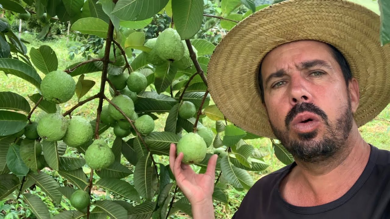 Goiabas sem bichos ! Como faço com as minhas #roça #sitio #goiaba #pomares #frutas 
