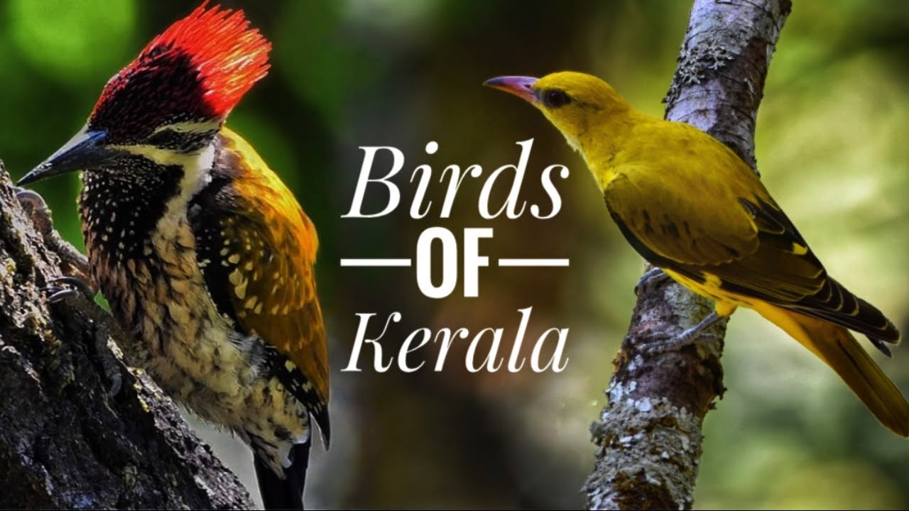 Birds of Kerala | കേരളത്തിലെ പക്ഷികളില്‍ ചിലത്|Kerala Birds-part 1
