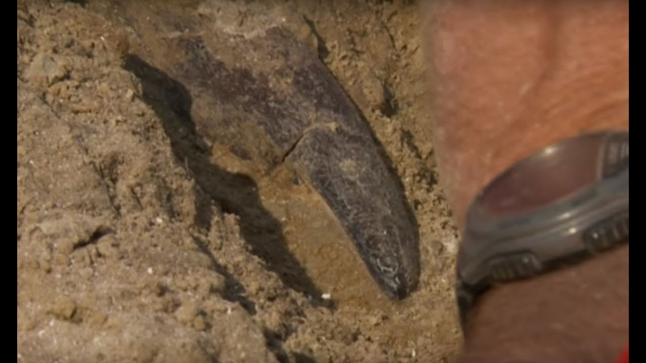 REPORTAGE - Opgraven T.Rex Trix in Amerika